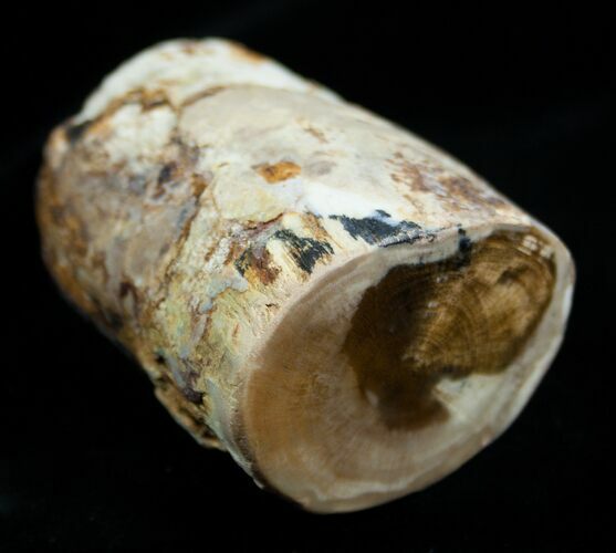 Petrified Wood Limb From Washington #1828